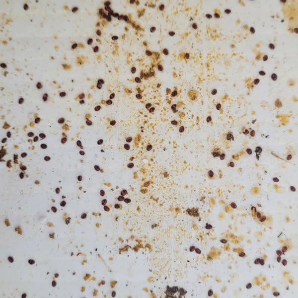 Sticky Mat