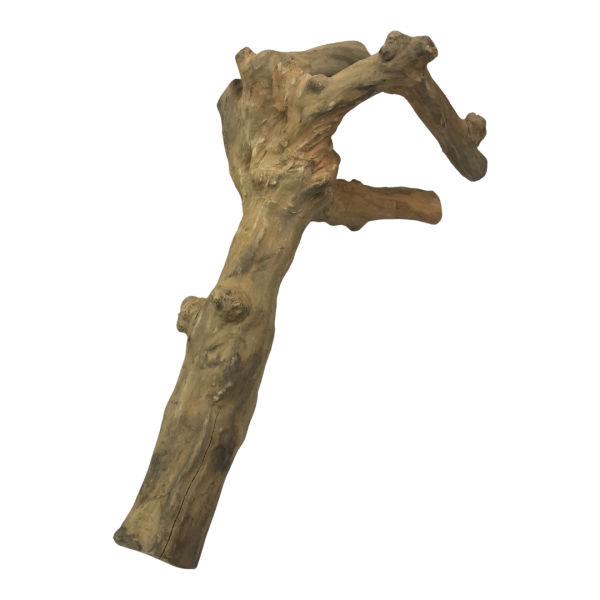 Reptile Branches