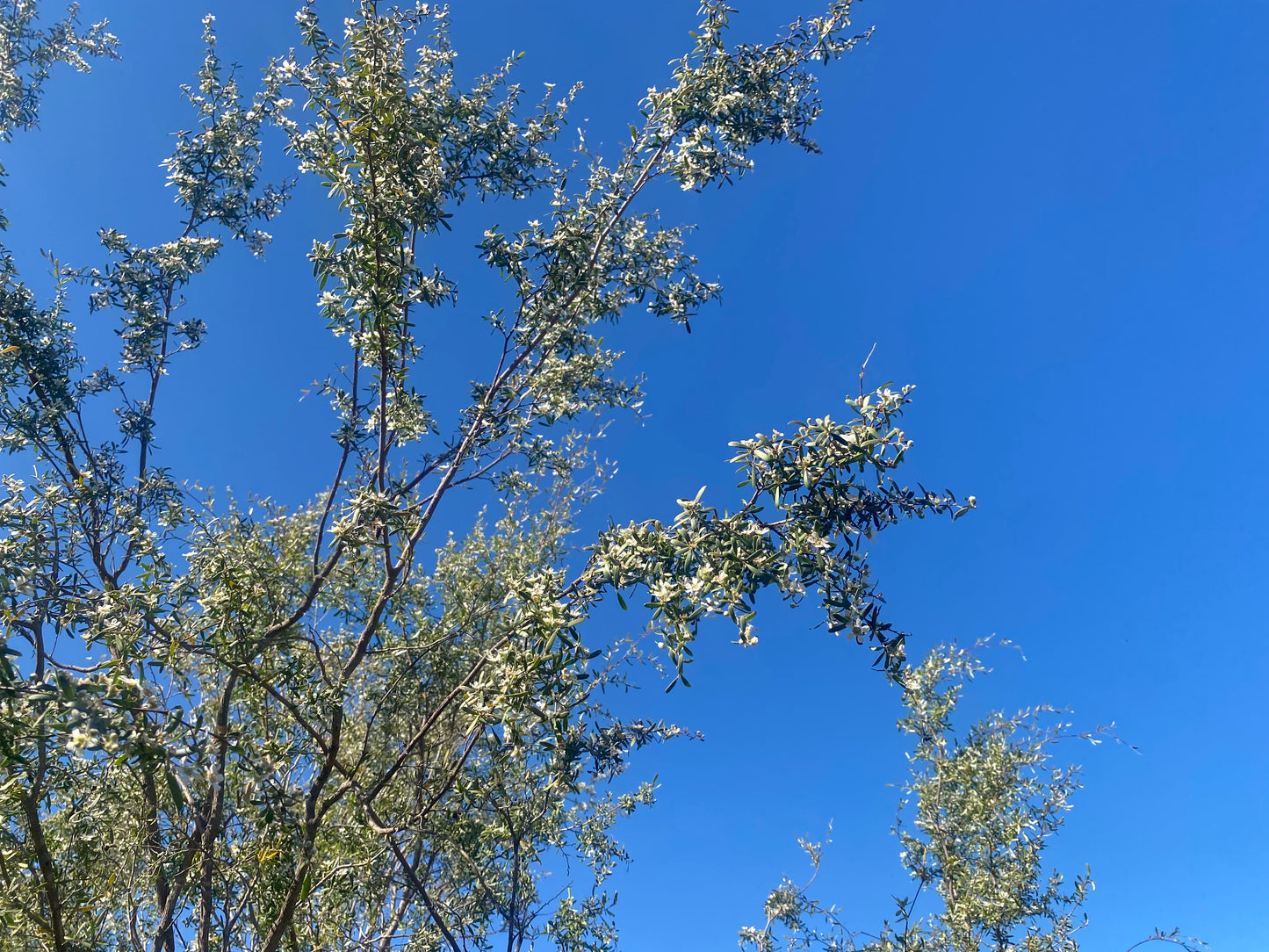 1kg Manuka Honey - MGO 100+