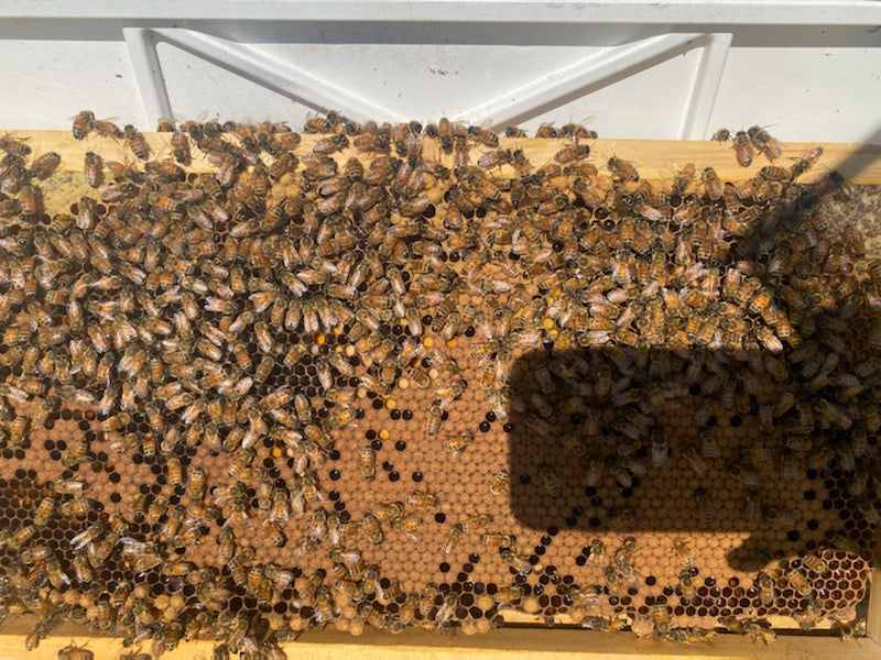 5 Frame Nuc Beehive