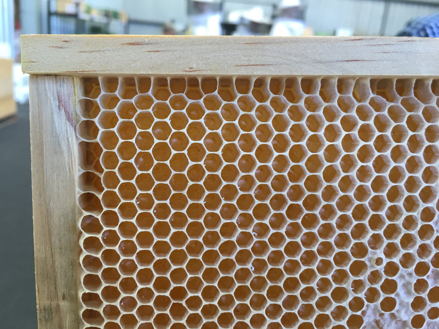 Assembled Frame with Plastic Foundation WAXED