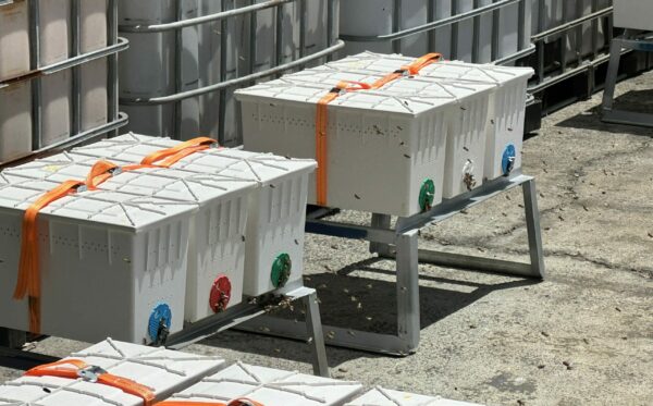 5 Frame Nuc Beehive