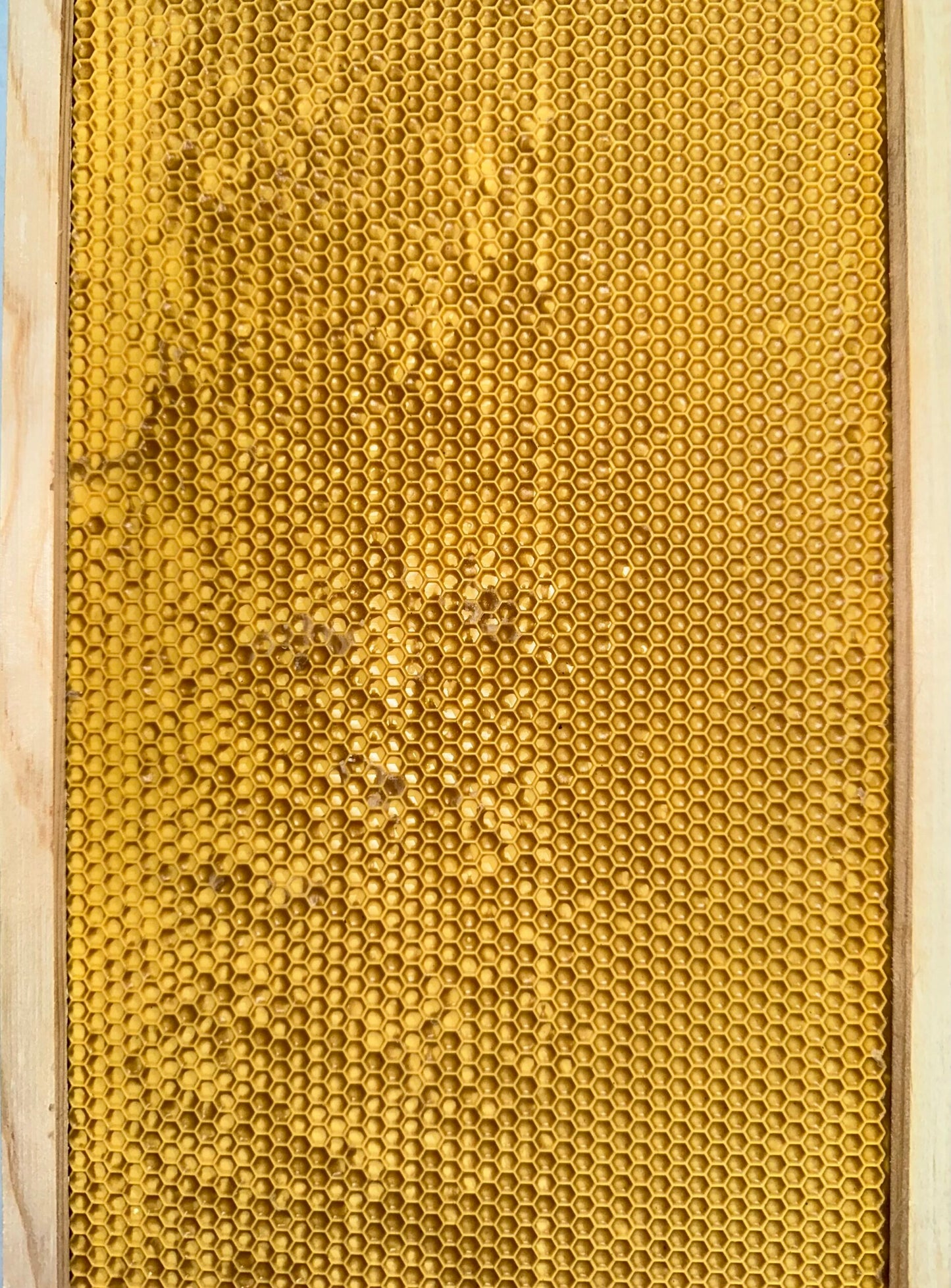 Assembled Frame with Plastic Foundation WAXED
