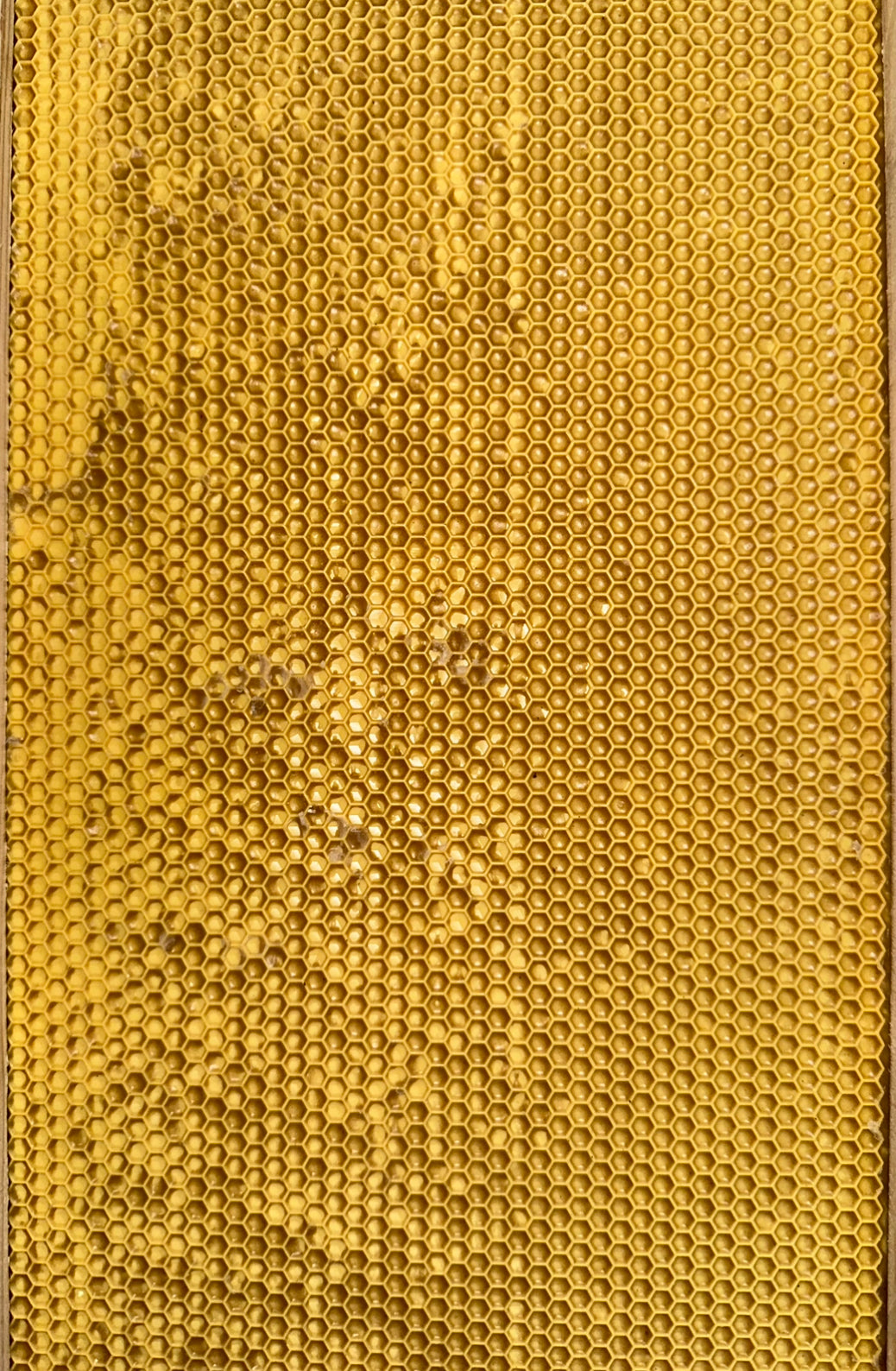 Plastic Foundation Insert with Wax FULL DEPTH