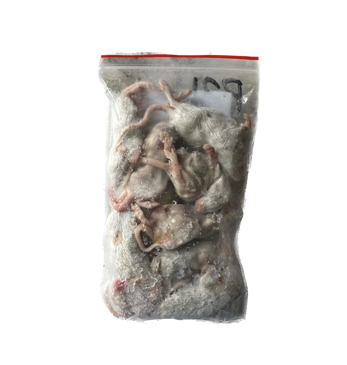 Frozen Mice Fuzzies - 10 Pack