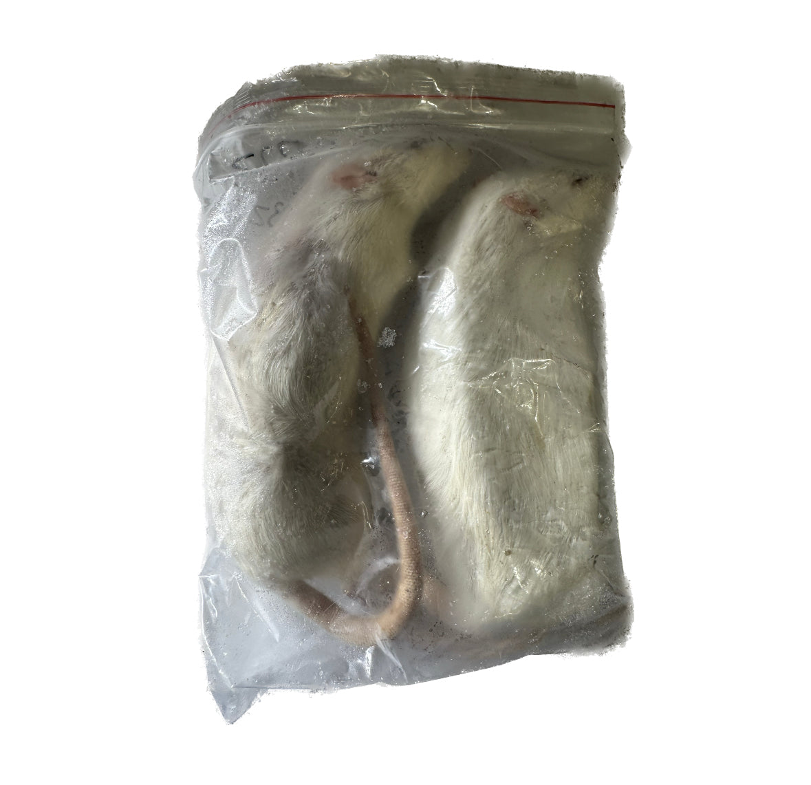 Frozen Adult Rats L - 2 Pack