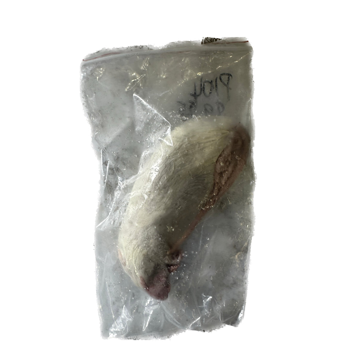 Frozen Sub Adult Rat - 1 Pack