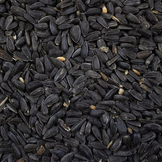 Avigrain Black Sunflower Seeds
