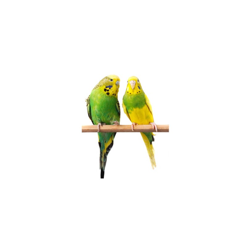Budgies