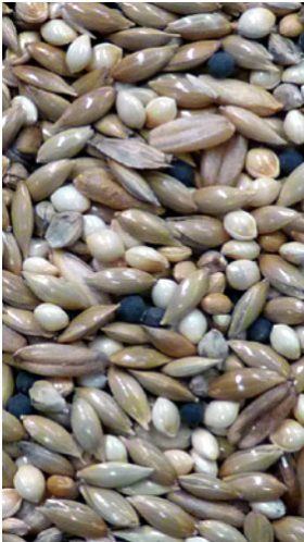 Canary Mix 20kg