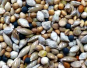 Avigrain Finch Mix