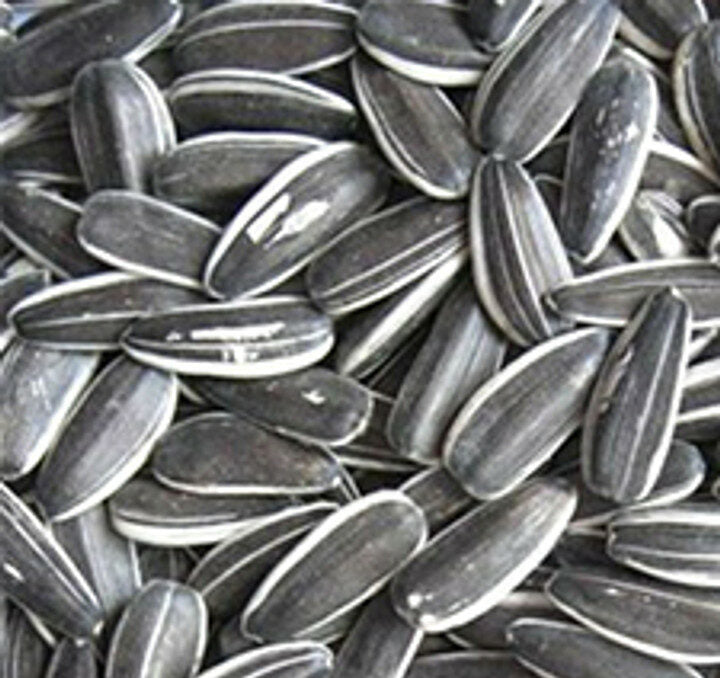 Avigrain Grey Striped Sunflower Seeds