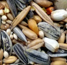 Avigrain Parrot Mix