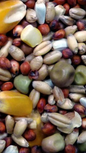 Pigeon Stock Mix 20kg