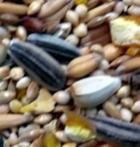 Avigrain Small Parrot Mix