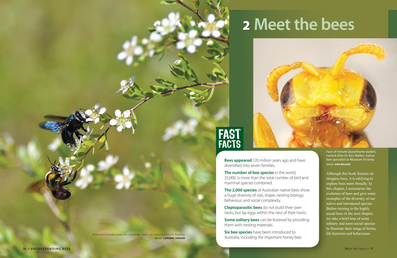 The Australian Native Bee Book by Tim Heard