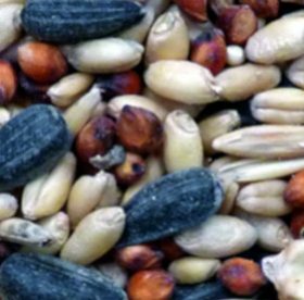 Avigrain Wild Bird Mix