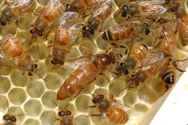 How To Re-Queen Your Hive