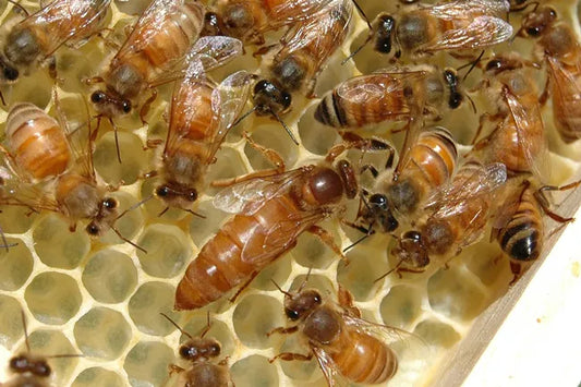 How To Re-Queen Your Hive