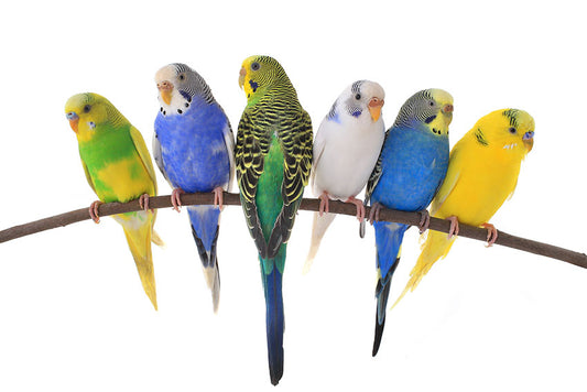 Budgies