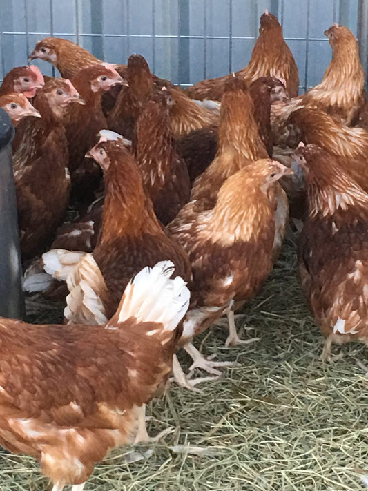 Point Of Lay Chickens