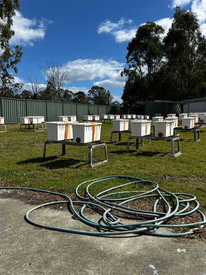 5 Frame Nuc Beehive