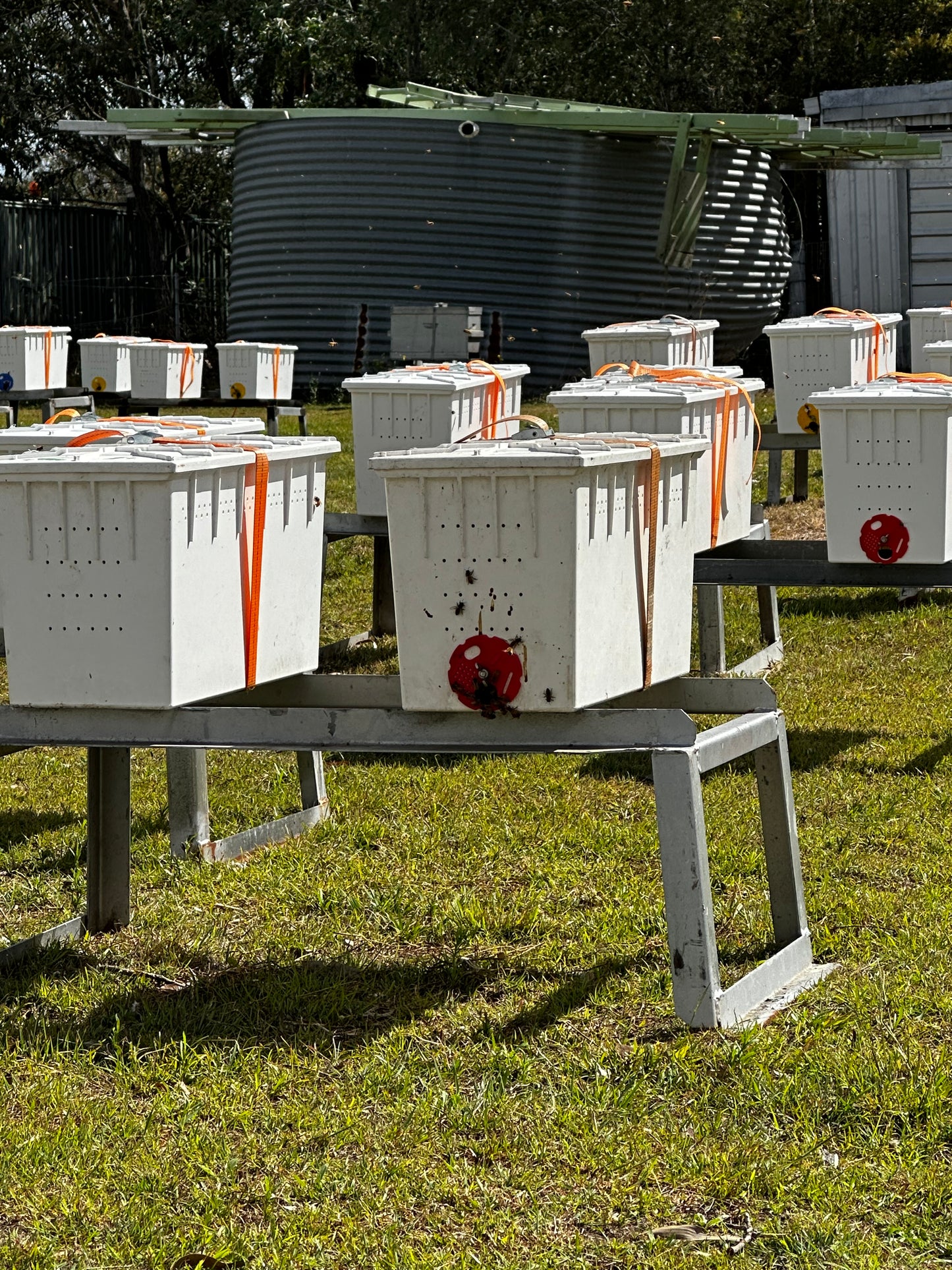 5 Frame Nuc Beehive