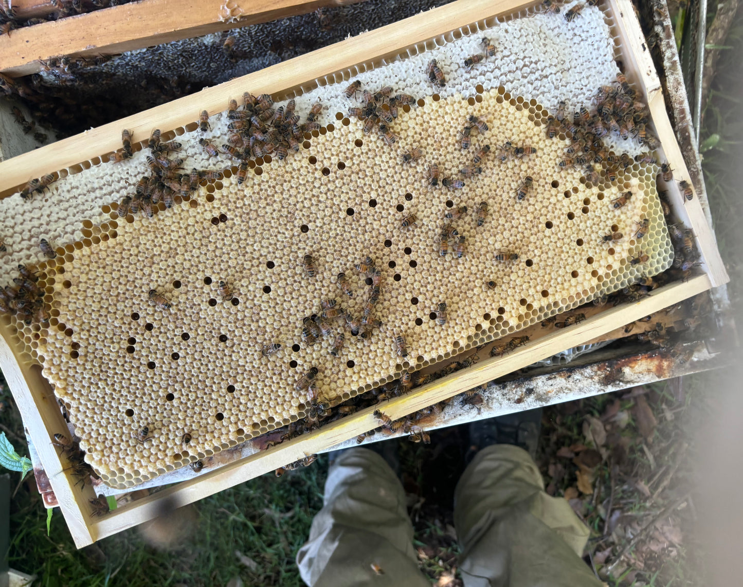 5 Frame Nuc Beehive