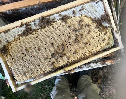 Nuplas Double Hive Pack with Bees