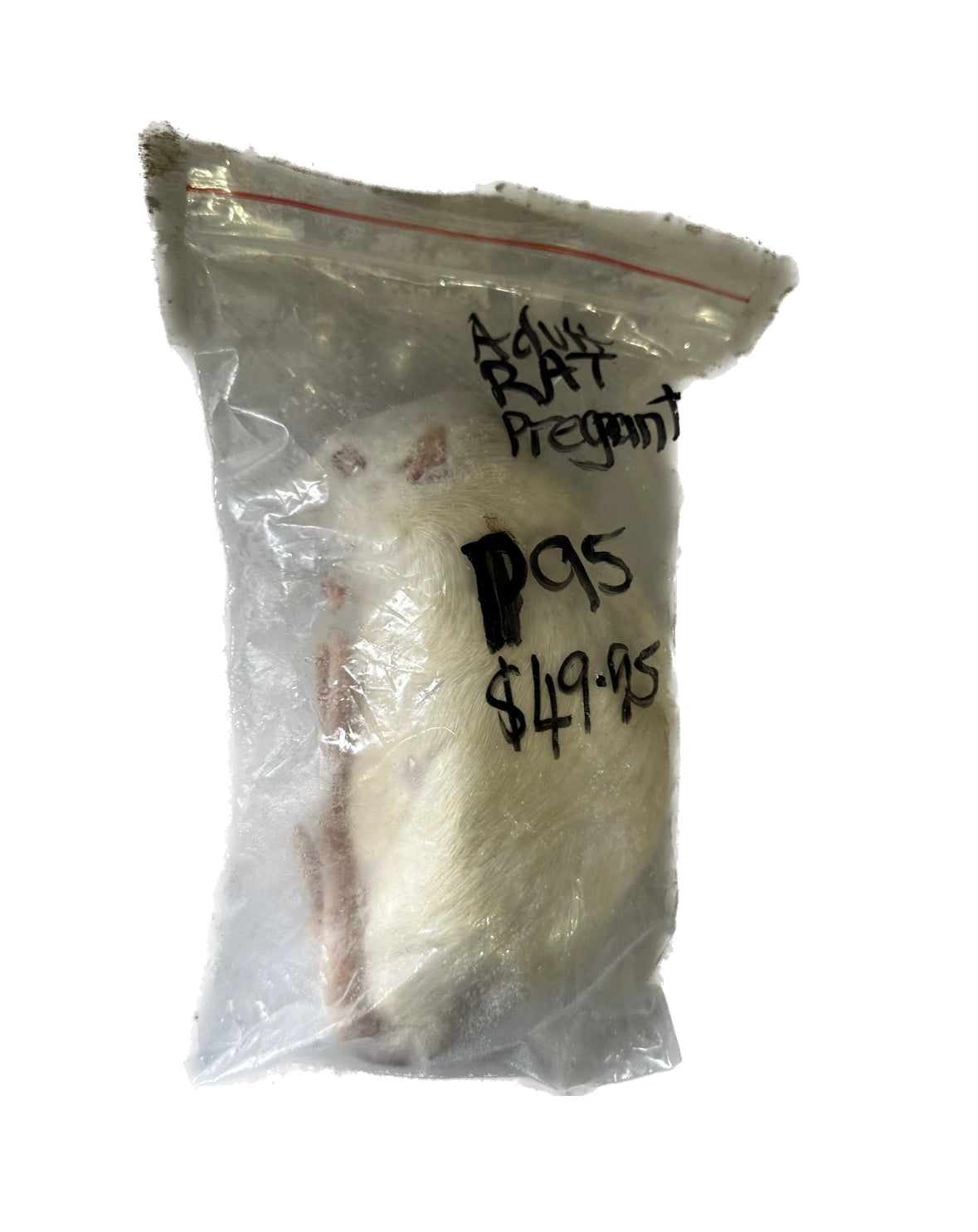 Frozen Adult Rat Pregnant - 1 Pack