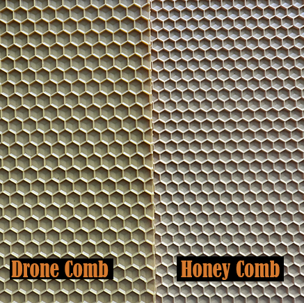 Plastic Foundation Insert Drone Comb