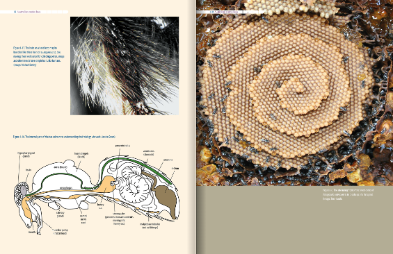Australian Native Bees AgGuide