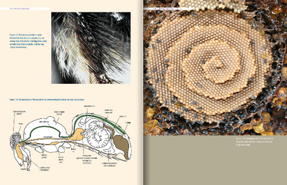 Australian Native Bees AgGuide
