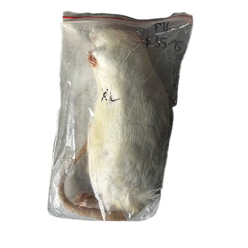 Frozen Adult XL Rat - 1 Pack